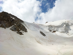 Chlamydomonas nivalis