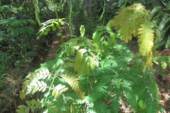 Piptadenia gonoacantha