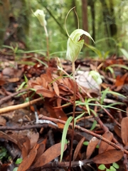 Pterostylis brumalis