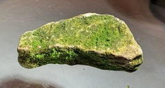 Tortella inflexa