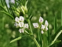 Vicia hirsuta