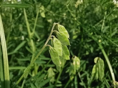 Vicia hirsuta