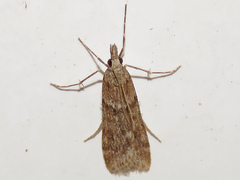 Scoparia subfusca