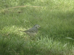Motacilla alba