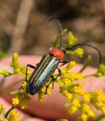 Mannophorus laetus