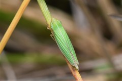 Draeculacephala angulifera