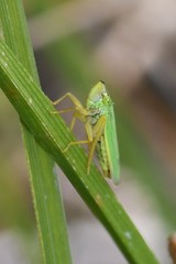 Draeculacephala angulifera