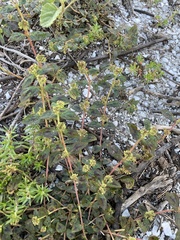 Euphorbia hirta image