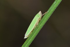 Draeculacephala angulifera