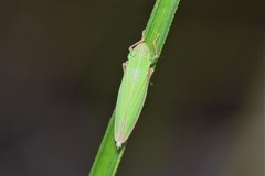 Draeculacephala angulifera