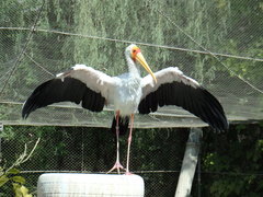 Mycteria ibis