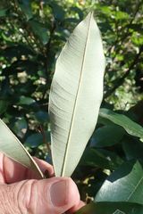 Englerophytum natalense