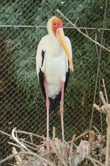 Mycteria ibis
