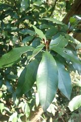Englerophytum natalense