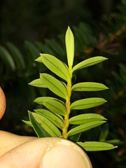 Veronica diosmifolia