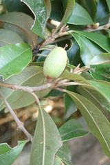 Englerophytum natalense