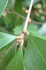 Englerophytum natalense
