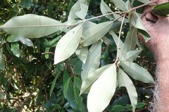 Englerophytum natalense