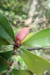 Englerophytum natalense