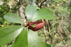 Englerophytum natalense