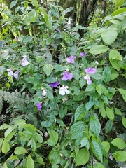 Brunfelsia uniflora