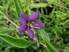 Lycium barbarum
