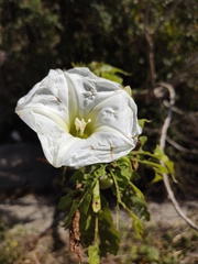 Ipomoea murucoides