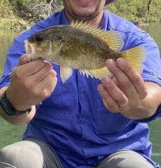 Ambloplites constellatus