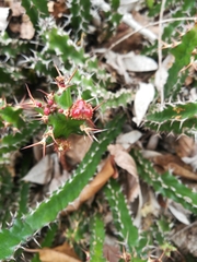 Euphorbia vandermerwei