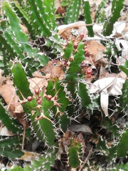 Euphorbia vandermerwei