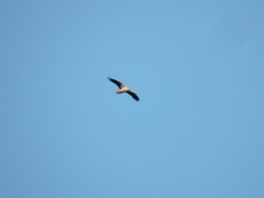 Neophron percnopterus
