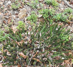 Euphorbia vandermerwei