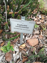 Euphorbia vandermerwei