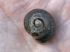 Webbhelix multilineata