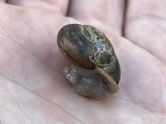 Webbhelix multilineata