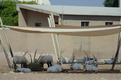 Oryx leucoryx