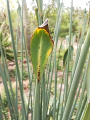 Strelitzia reginae reginae