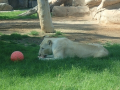 Panthera leo