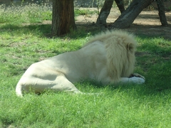 Panthera leo