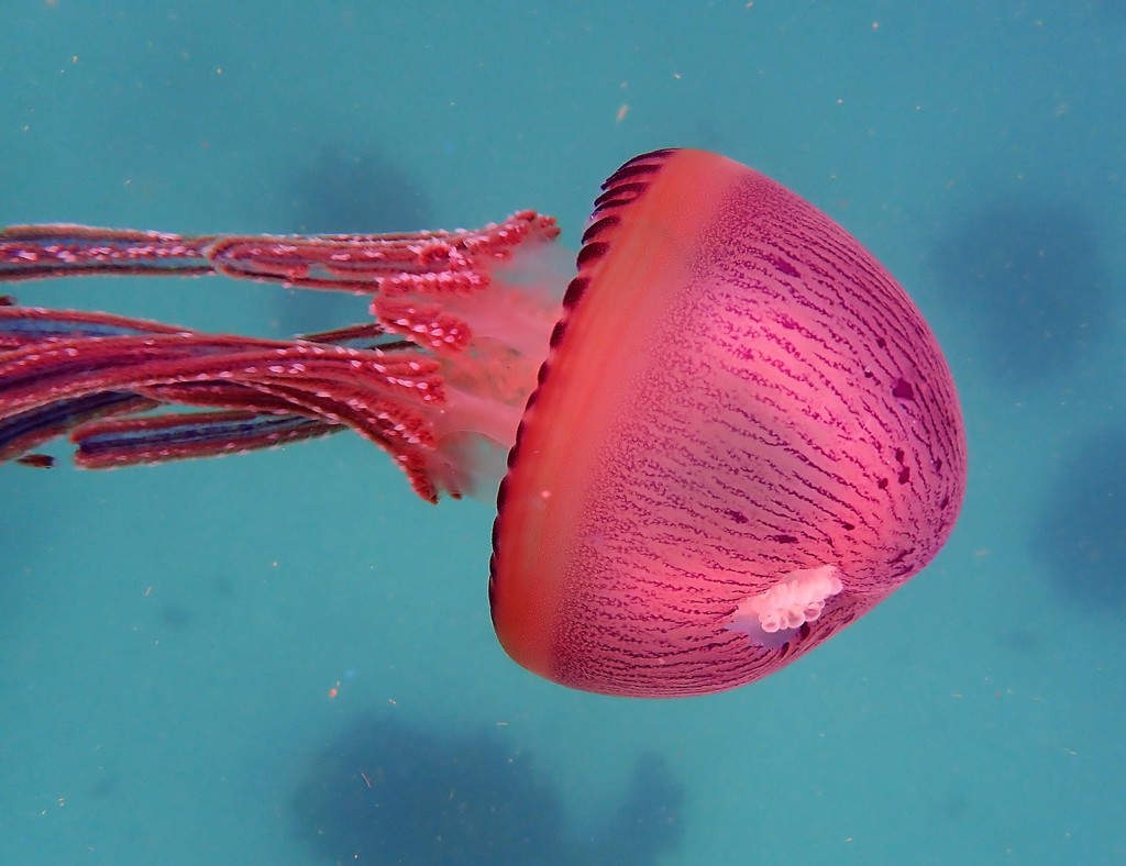 Tasseled Jellies