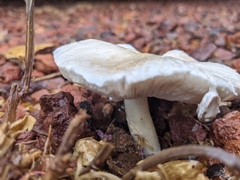 Lepiota