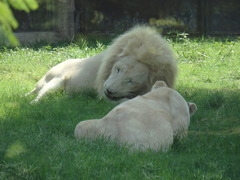 Panthera leo