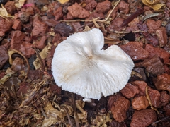 Lepiota