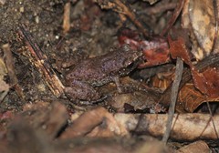 Eleutherodactylus pallidus