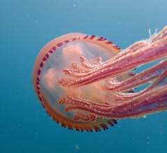 Thysanostoma flagellatum