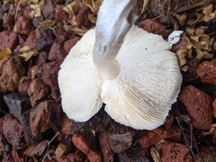 Lepiota