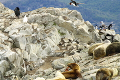 Cinclodes antarcticus