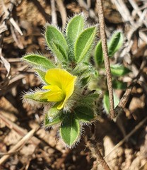 Leobordea divaricata