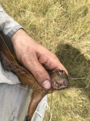 Heliosciurus rufobrachium