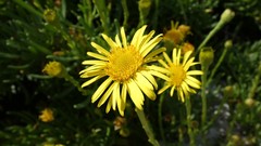 Limbarda crithmoides